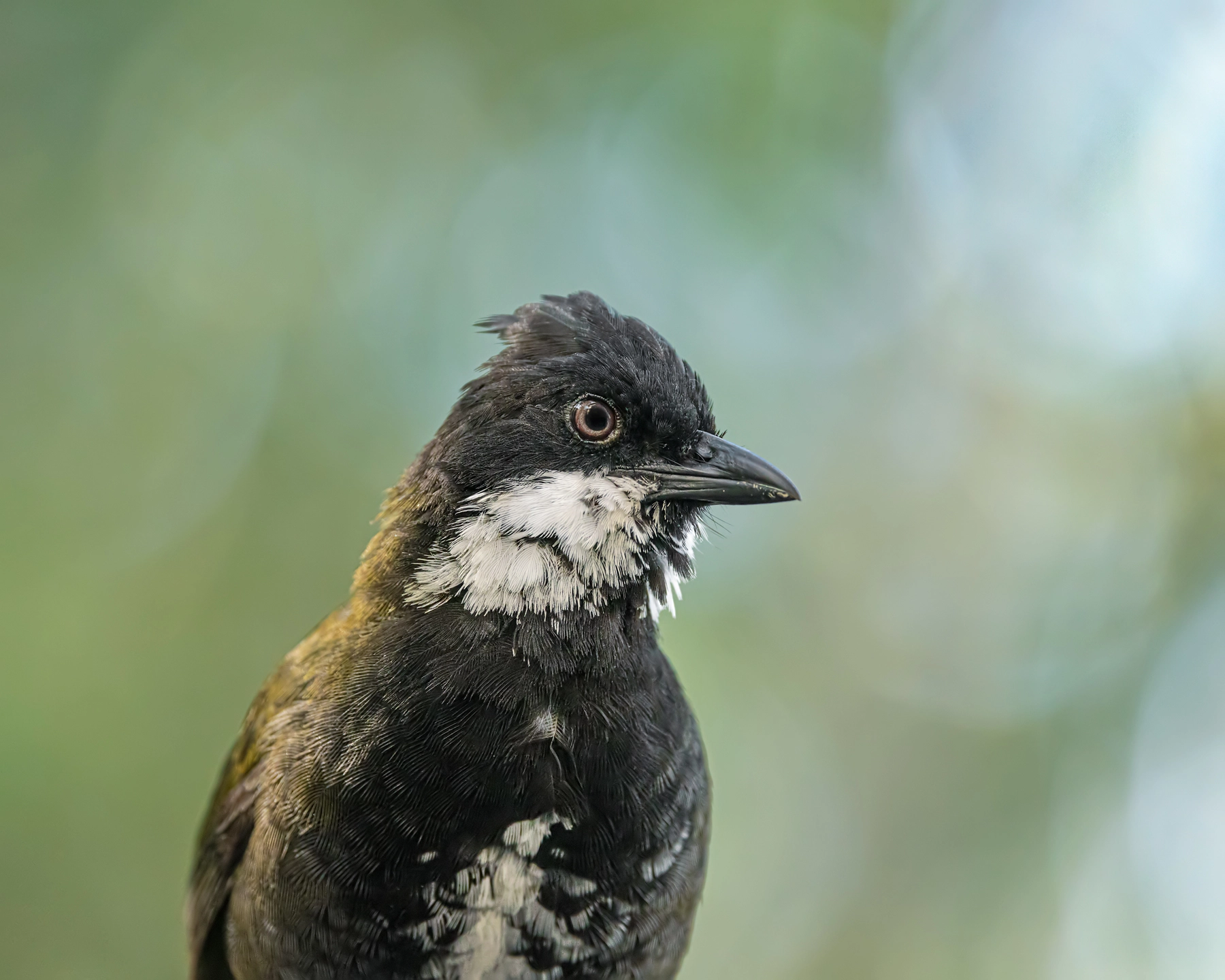 Eastern Whipbird (Image ID 50399) Eastern Whipbird (Image ID 50399)