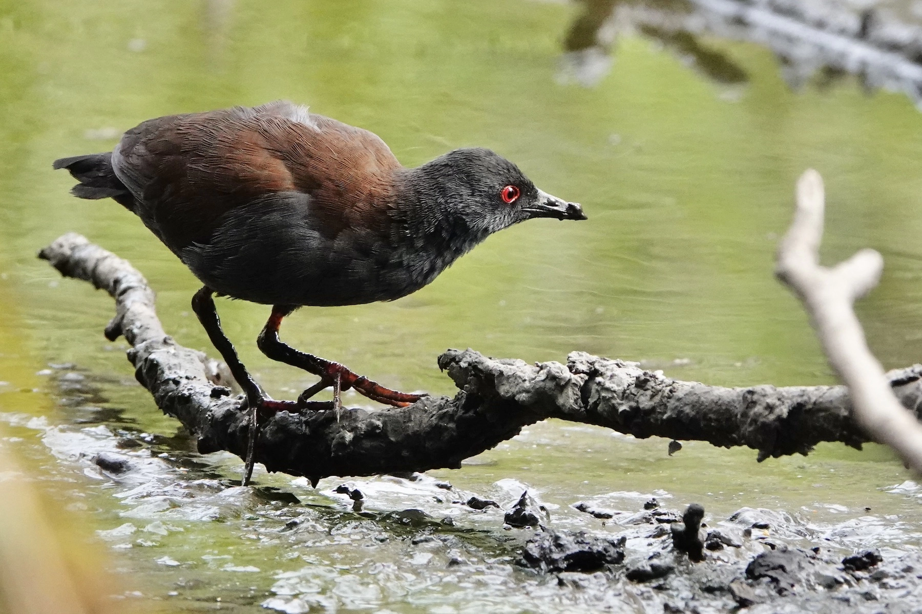 Spotless Crake (Image ID 50653) Spotless Crake (Image ID 50653)