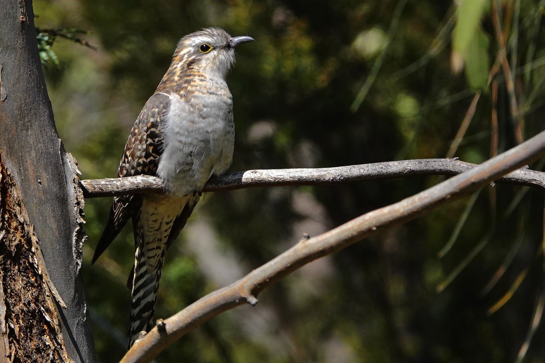Pallid Cuckoo (Image ID 50652)