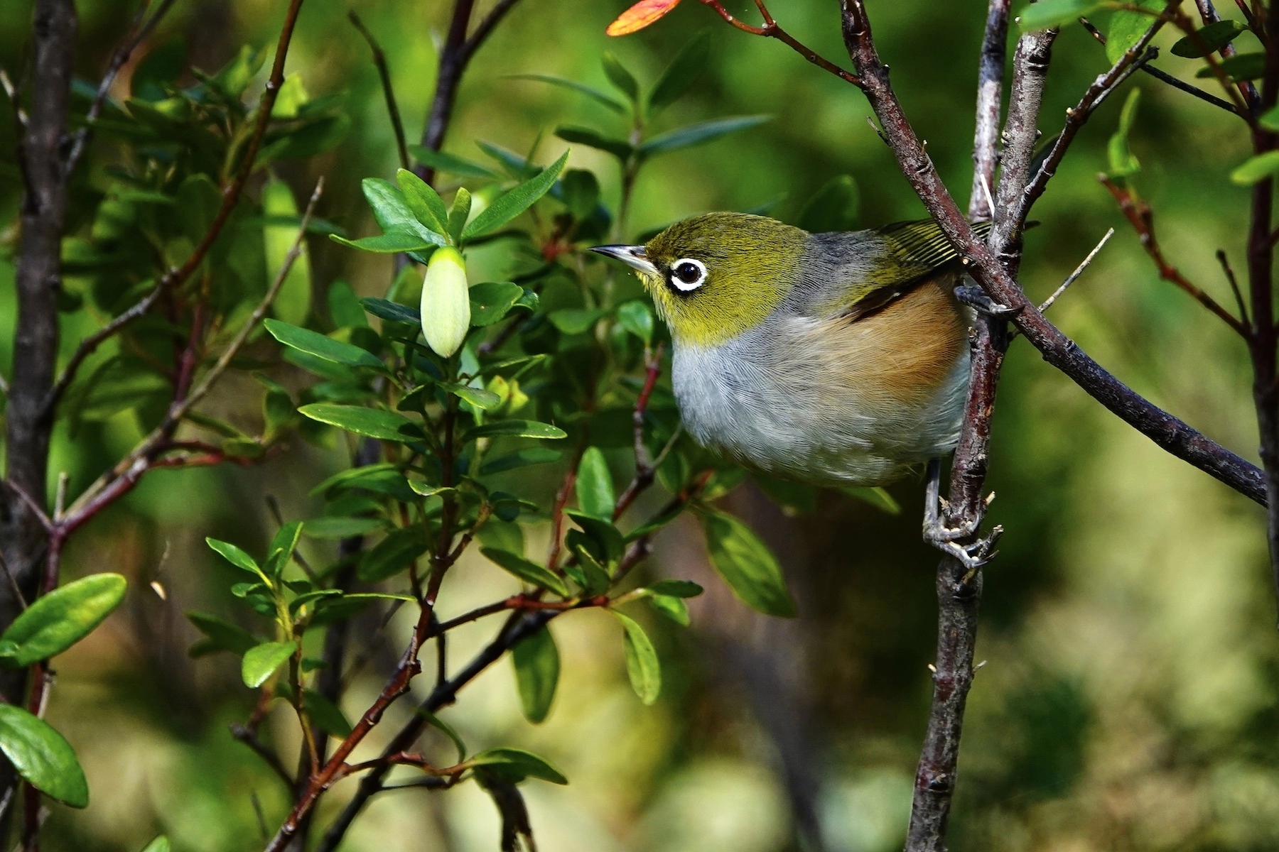 Silvereye (Image ID 50695) Silvereye (Image ID 50695)