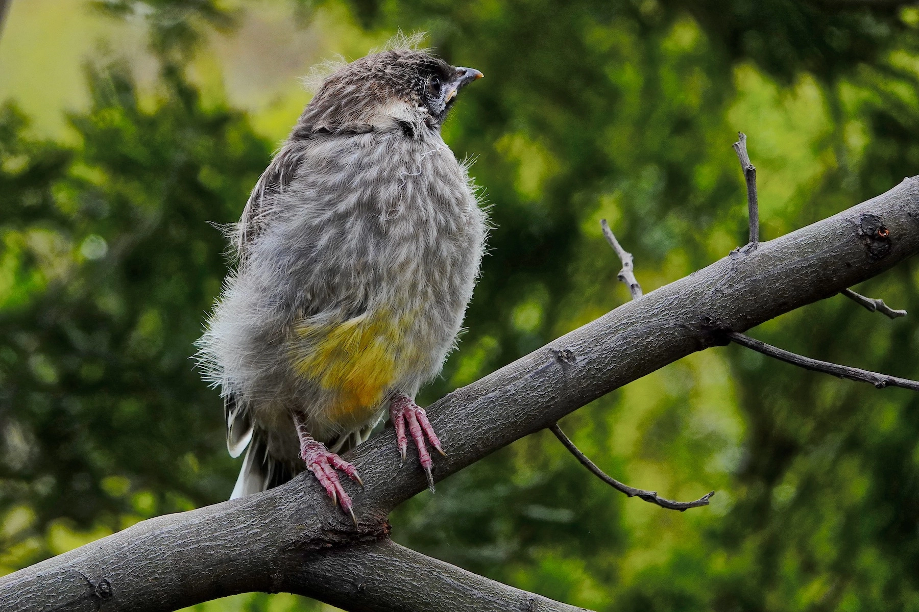 Red Wattlebird (Image ID 50651) Red Wattlebird (Image ID 50651)