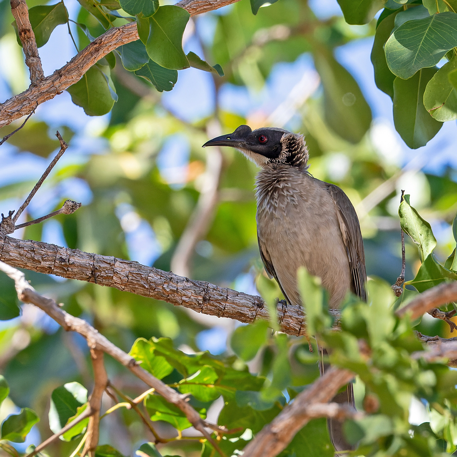 Silver-crowned Friarbird (Image ID 50698) Silver-crowned Friarbird (Image ID 50698)