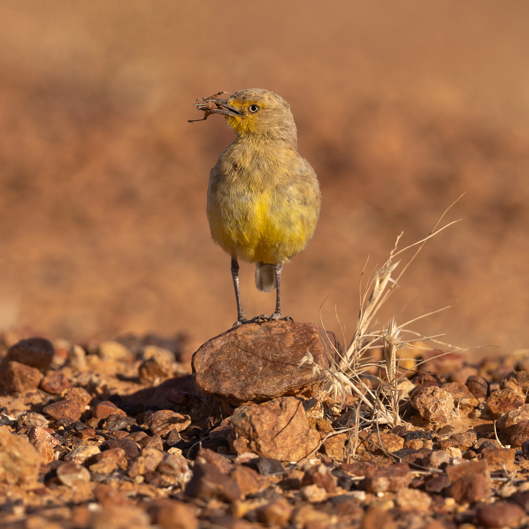 Gibberbird (Image ID 50775) Gibberbird (Image ID 50775)