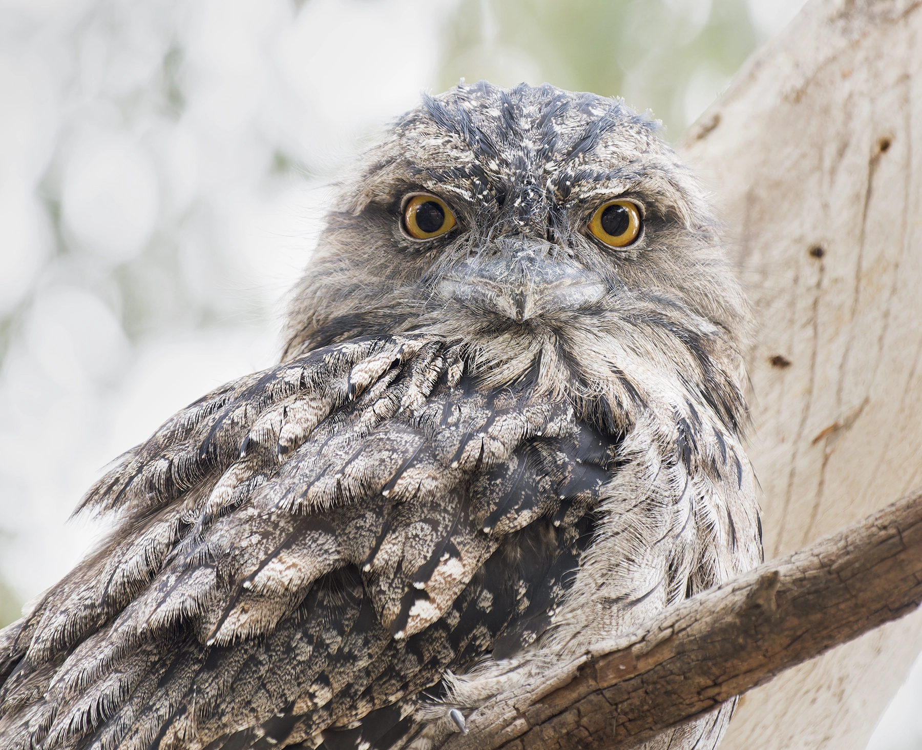 Tawny Frogmouth (Image ID 50570) Tawny Frogmouth (Image ID 50570)