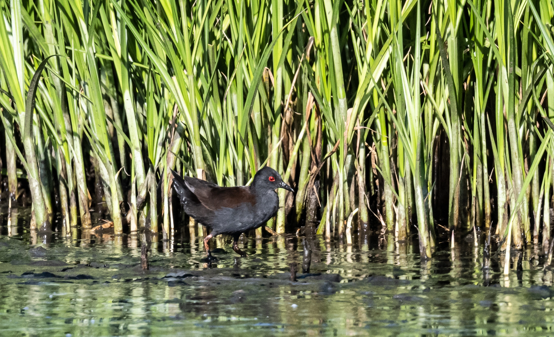 Spotless Crake (Image ID 50656) Spotless Crake (Image ID 50656)