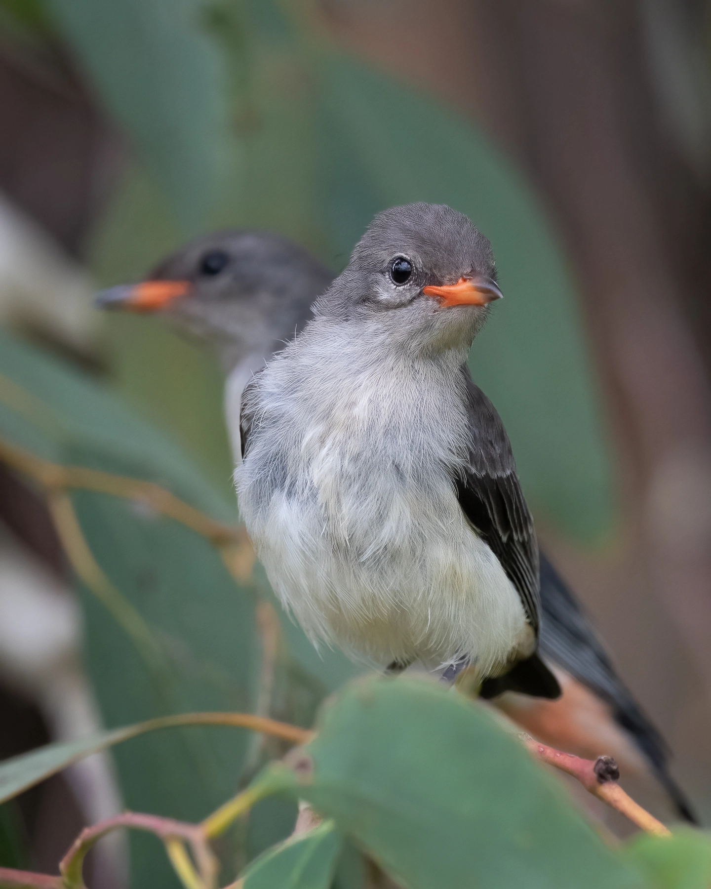 Mistletoebird (Image ID 50767)