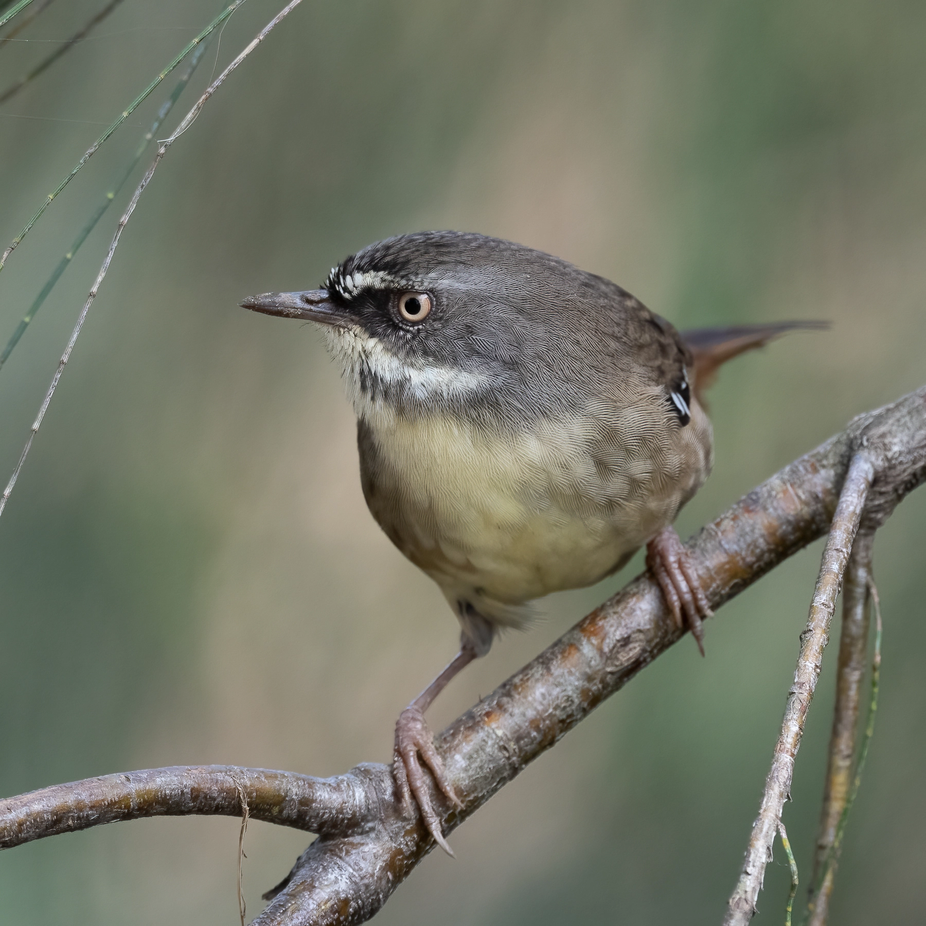 White-browed Scrubwren (Image ID 50947)