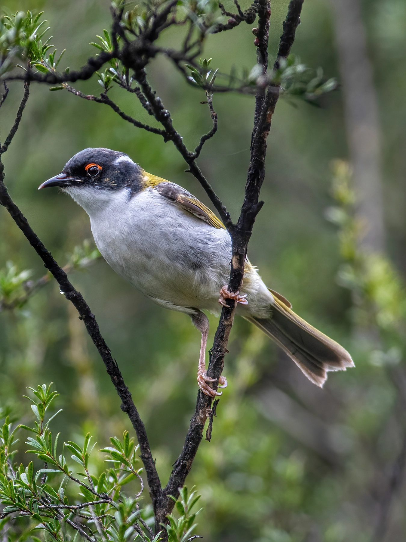 White-naped Honeyeater (Image ID 50772) White-naped Honeyeater (Image ID 50772)