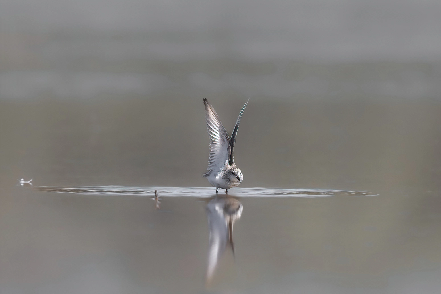 Red-necked Stint (Image ID 50769) Red-necked Stint (Image ID 50769)