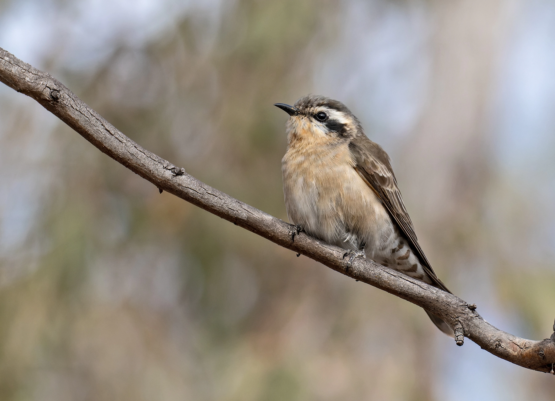 Black-eared Cuckoo (Image ID 51206) Black-eared Cuckoo (Image ID 51206)