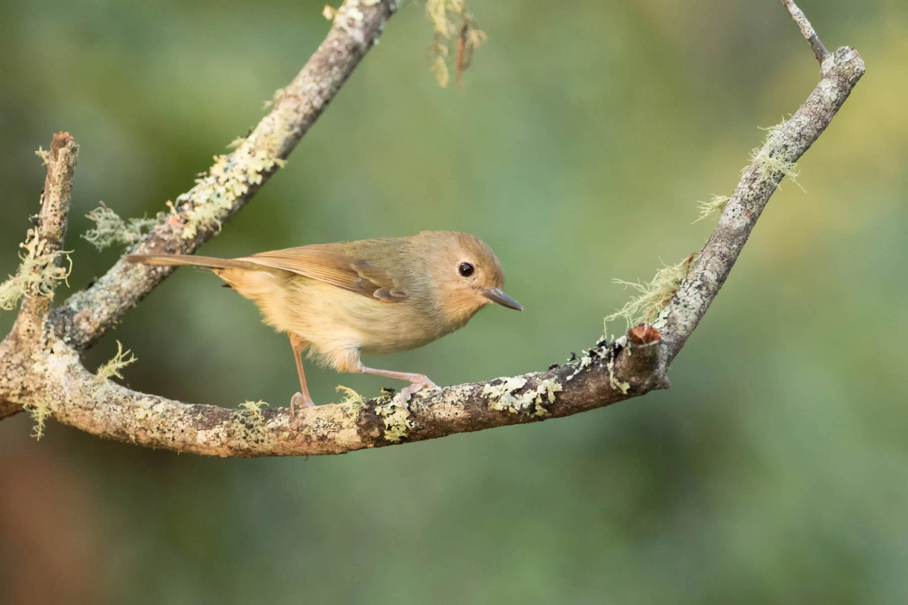 Large-billed Scrubwren (Image ID 51194) Large-billed Scrubwren (Image ID 51194)