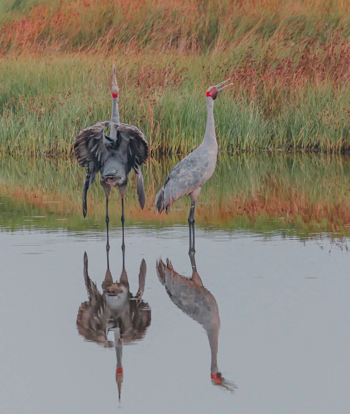 Brolga (Image ID 51365) Brolga (Image ID 51365)