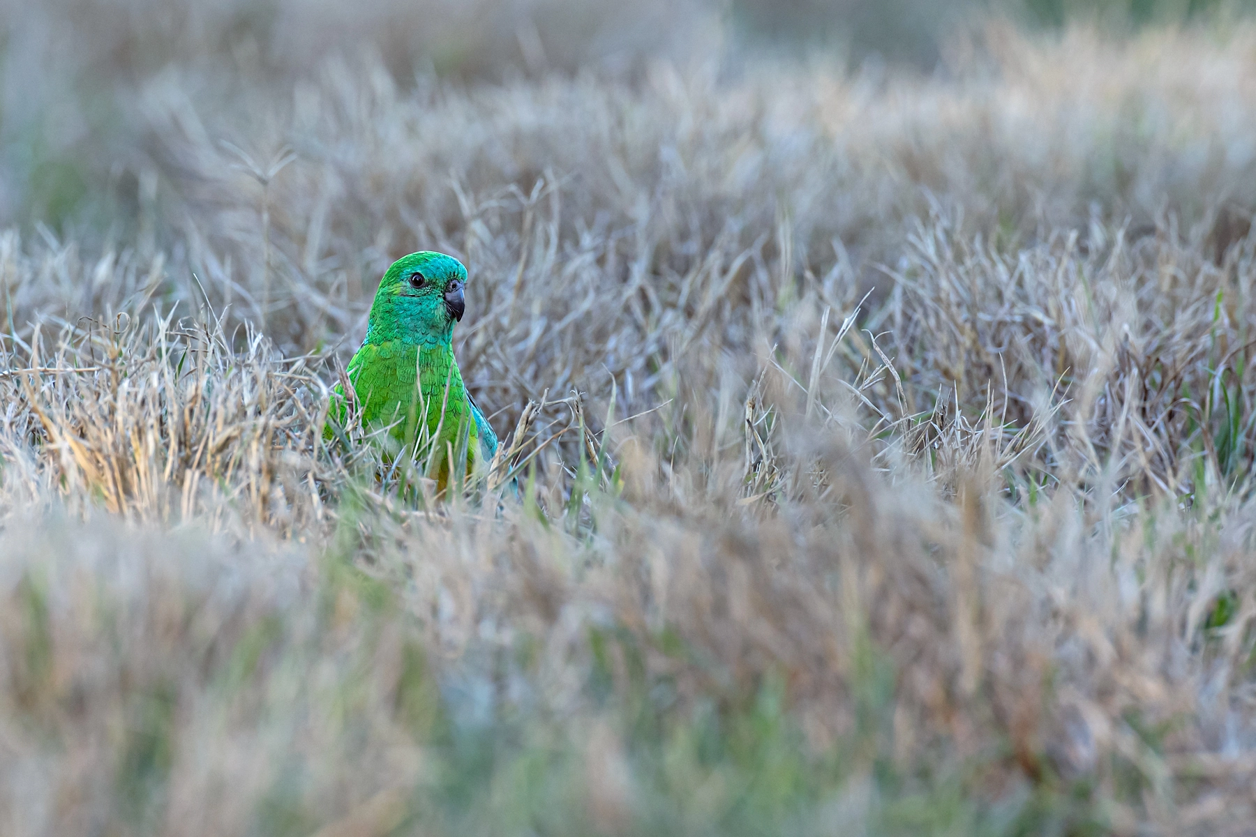 Red-rumped Parrot (Image ID 51361) Red-rumped Parrot (Image ID 51361)