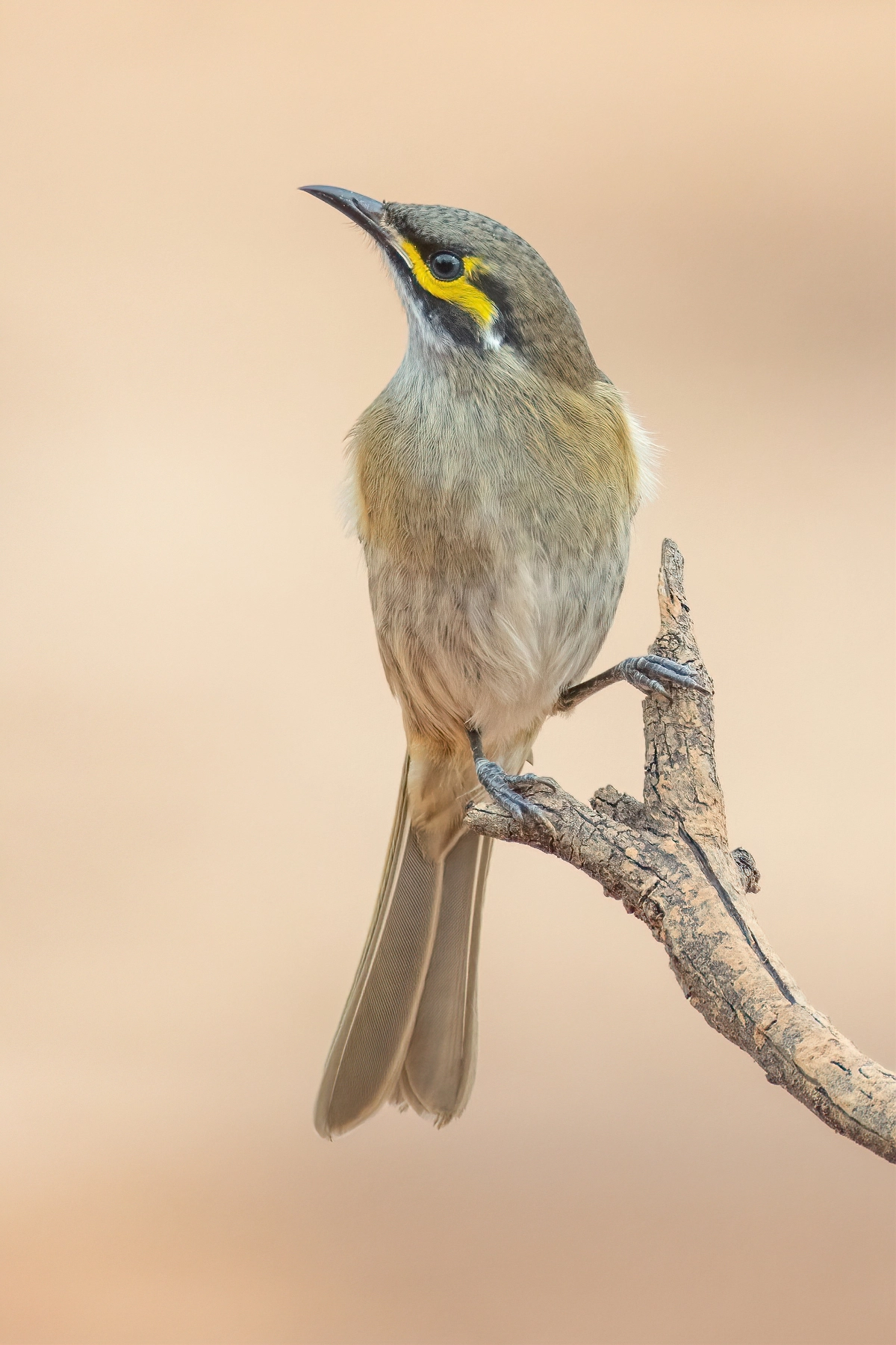Yellow-faced Honeyeater (Image ID 51610)