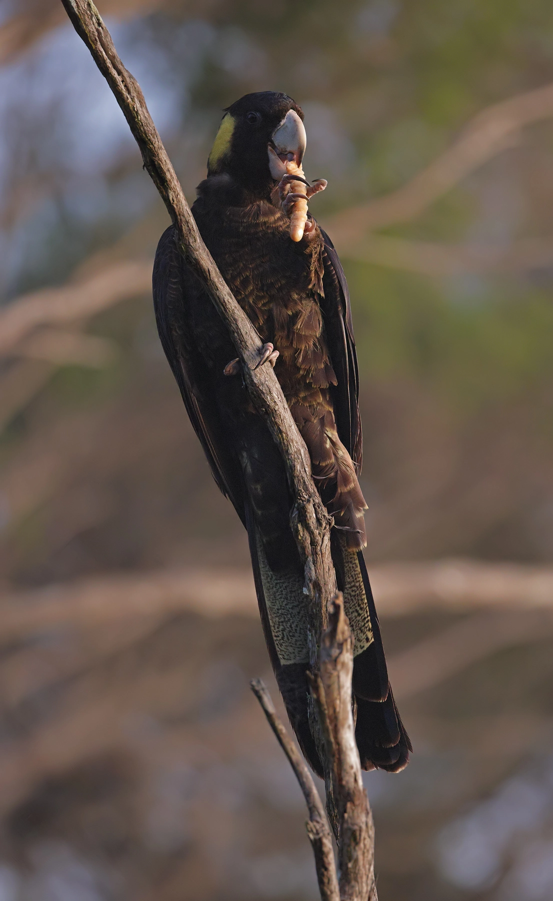 Yellow-tailed Black-Cockatoo (Image ID 52077)
