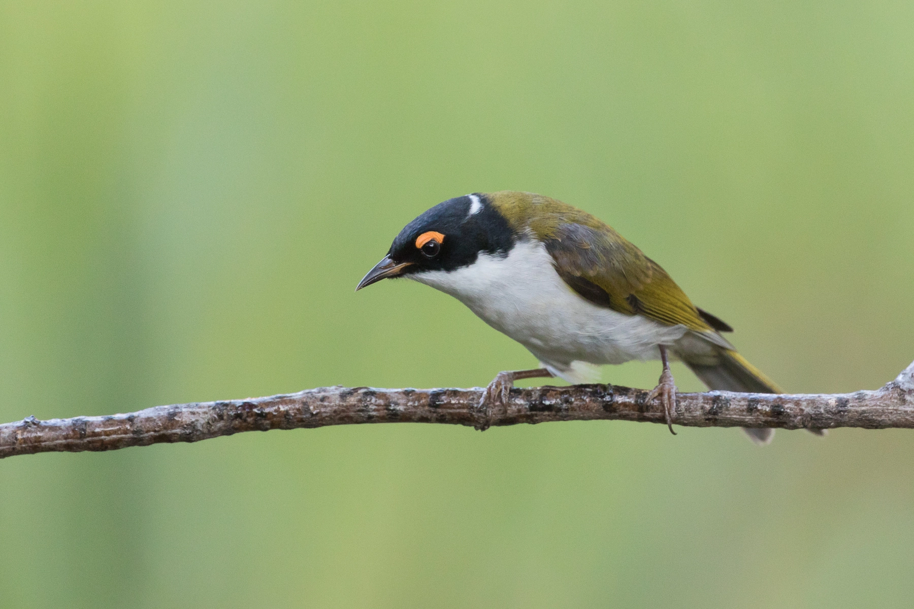 White-naped Honeyeater (Image ID 52115) White-naped Honeyeater (Image ID 52115)
