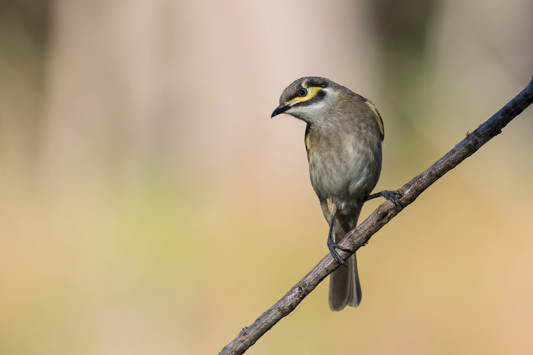 Yellow-faced Honeyeater (Image ID 52116)