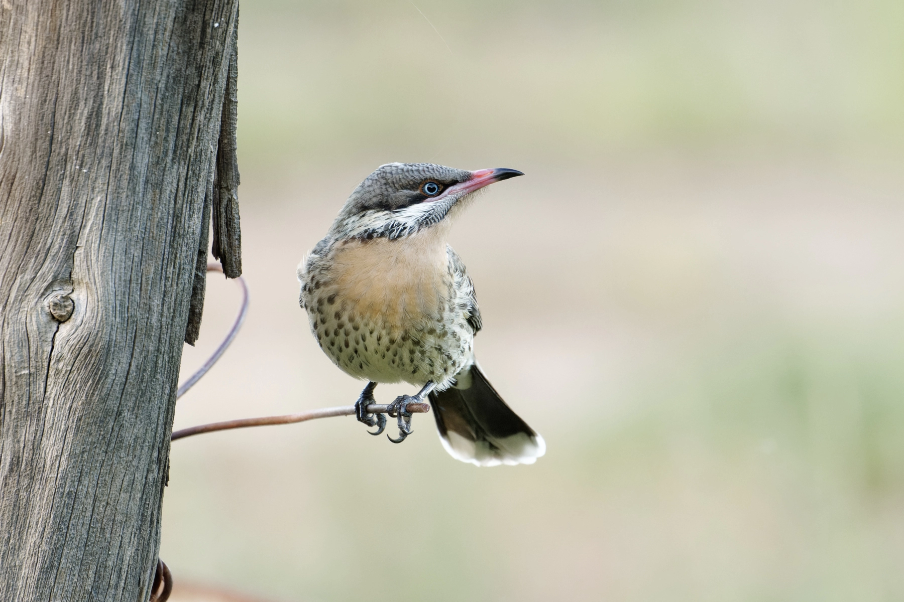 Spiny-cheeked Honeyeater (Image ID 52061)