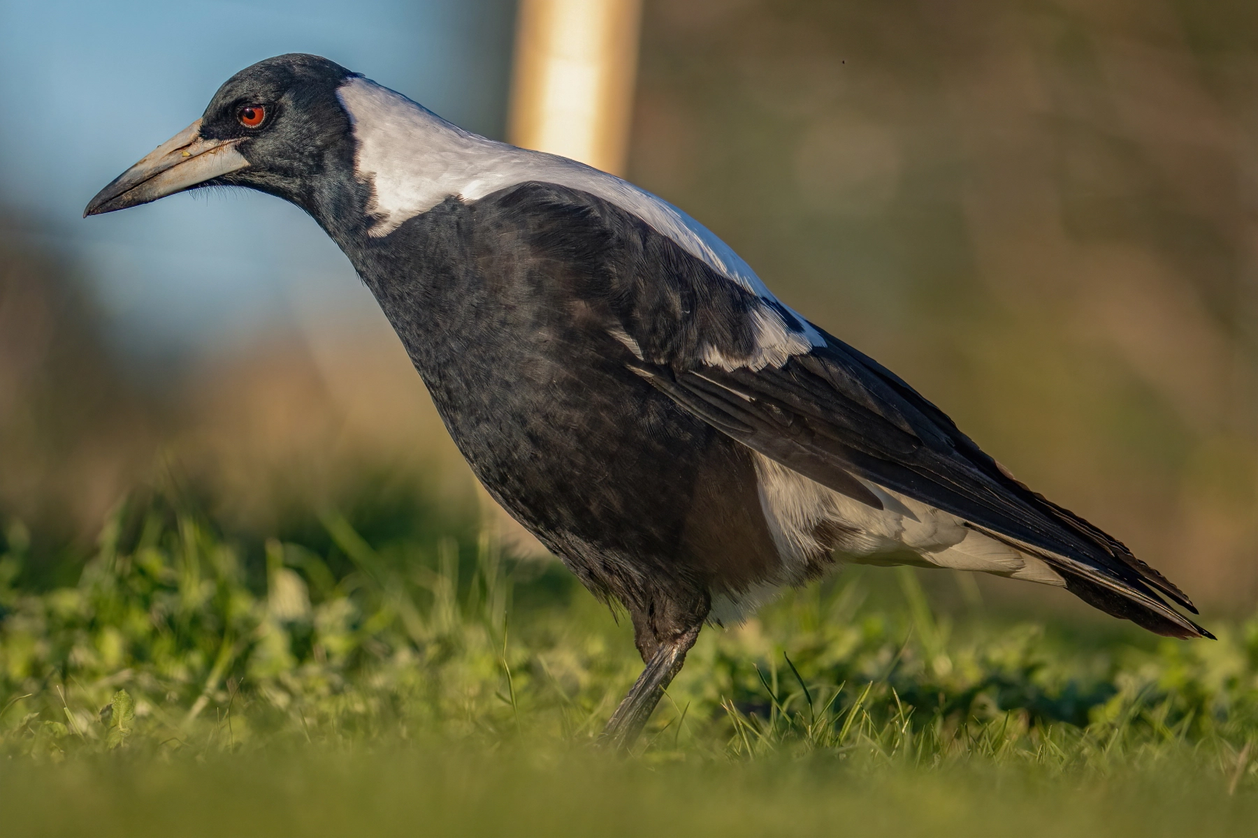 Australian Magpie (Image ID 52111) Australian Magpie (Image ID 52111)