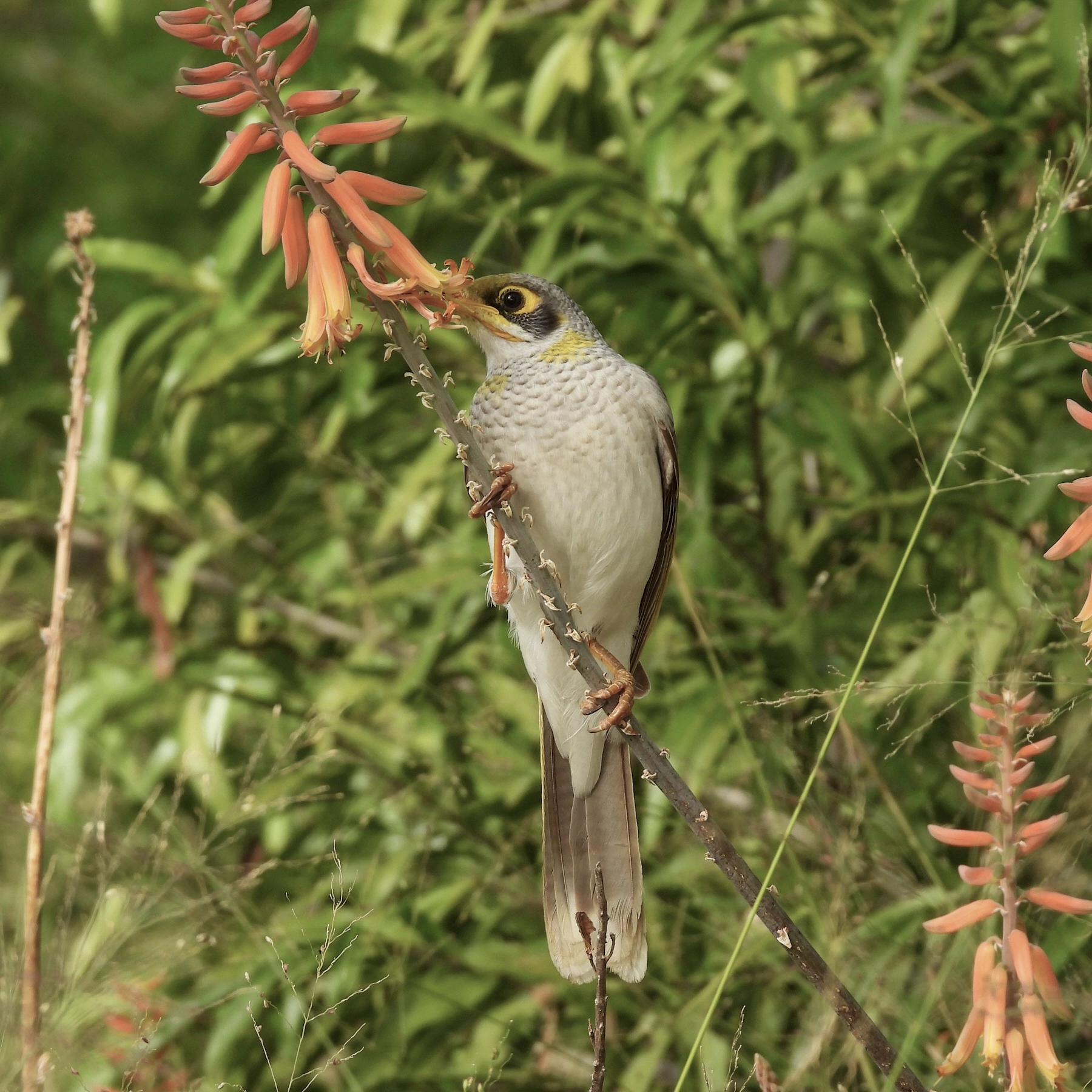 Yellow-throated Miner (Image ID 52078) Yellow-throated Miner (Image ID 52078)