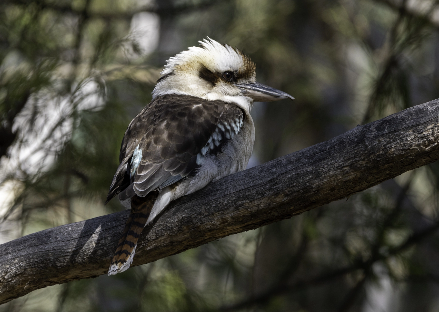 Laughing Kookaburra (Image ID 52377) Laughing Kookaburra (Image ID 52377)