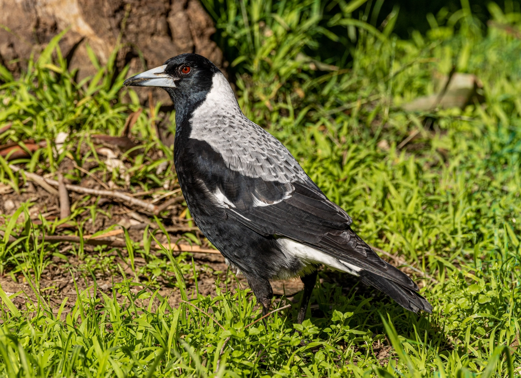 Australian Magpie (Image ID 52434) Australian Magpie (Image ID 52434)
