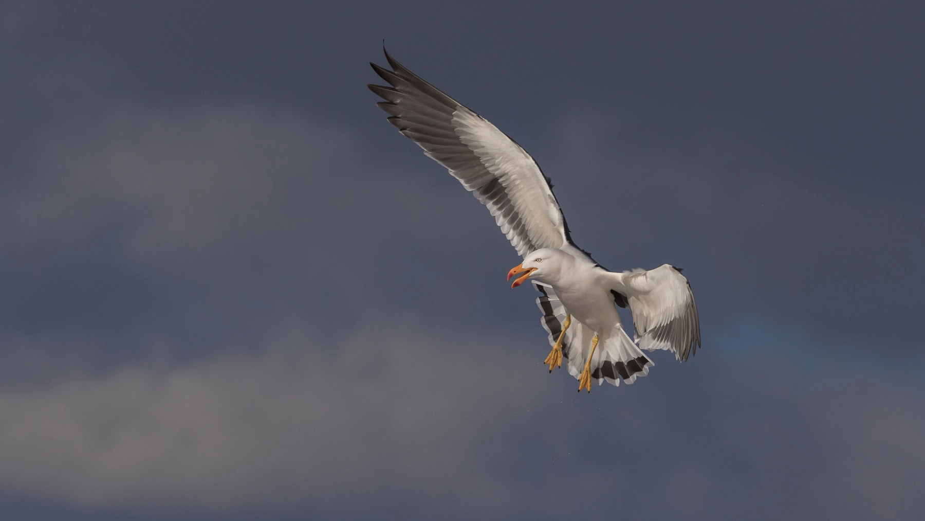 Pacific Gull (Image ID 52934) Pacific Gull (Image ID 52934)