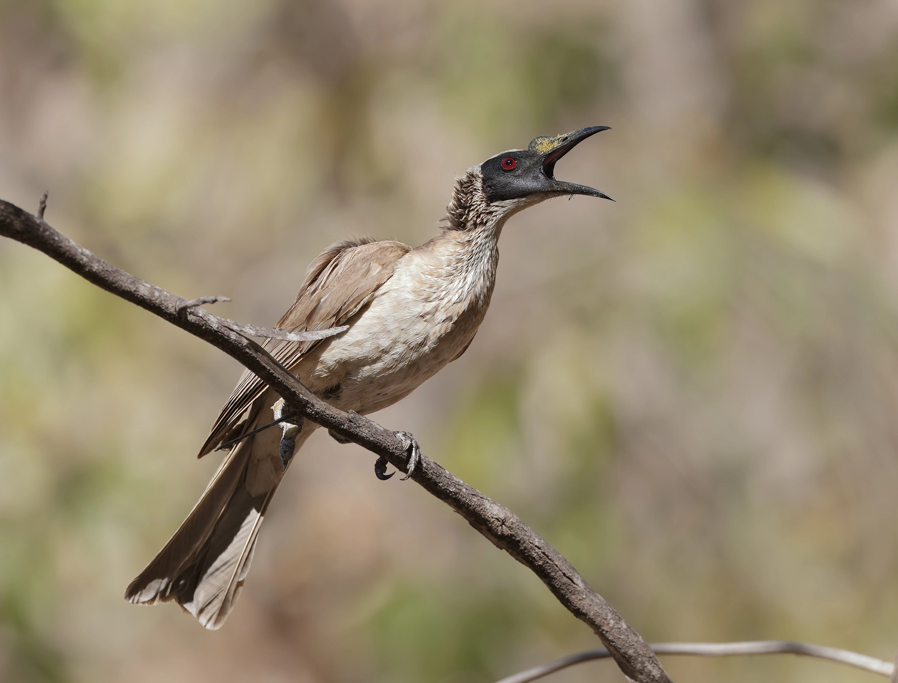 Silver-crowned Friarbird (Image ID 53701) Silver-crowned Friarbird (Image ID 53701)