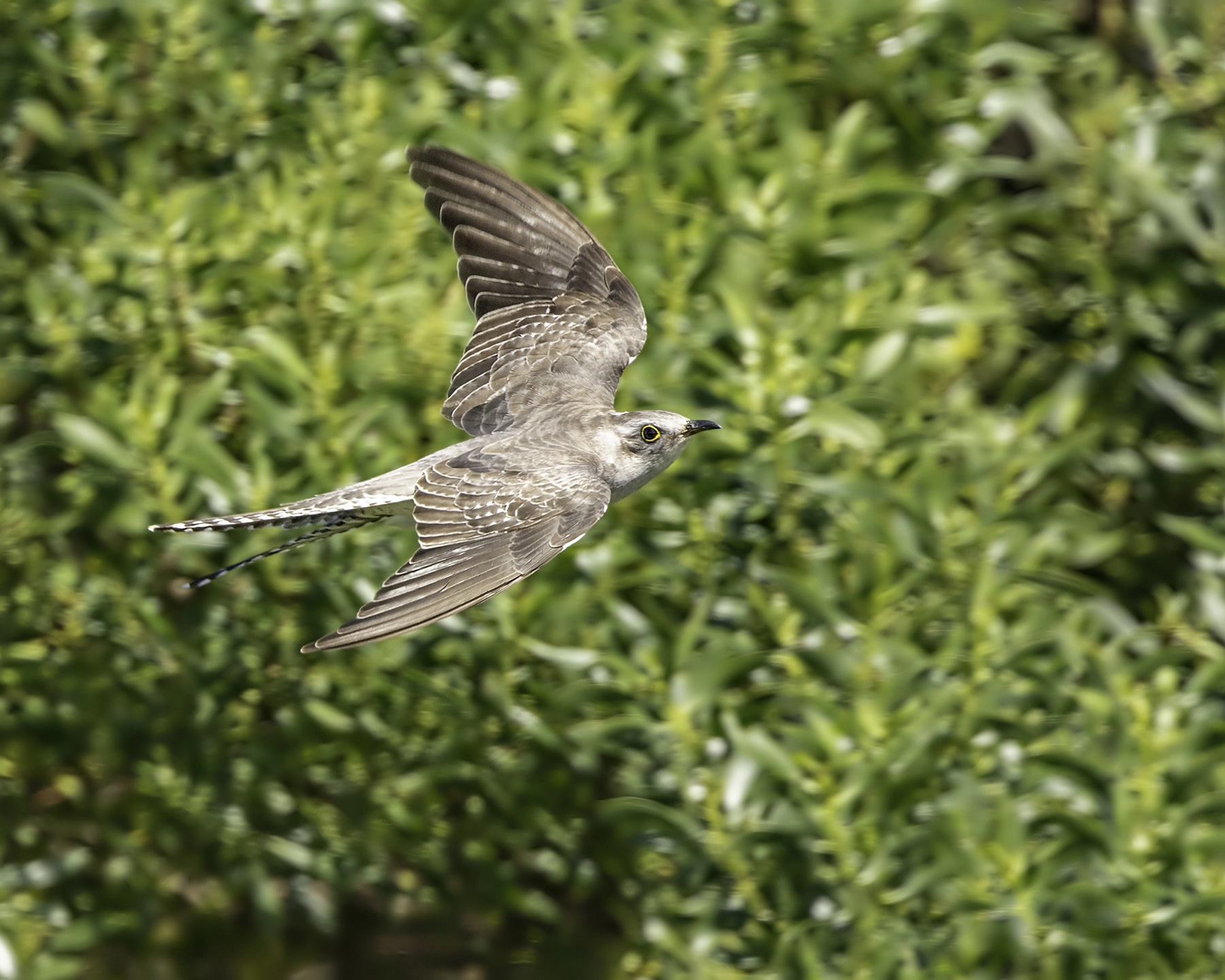 Pallid Cuckoo (Image ID 54187) Pallid Cuckoo (Image ID 54187)