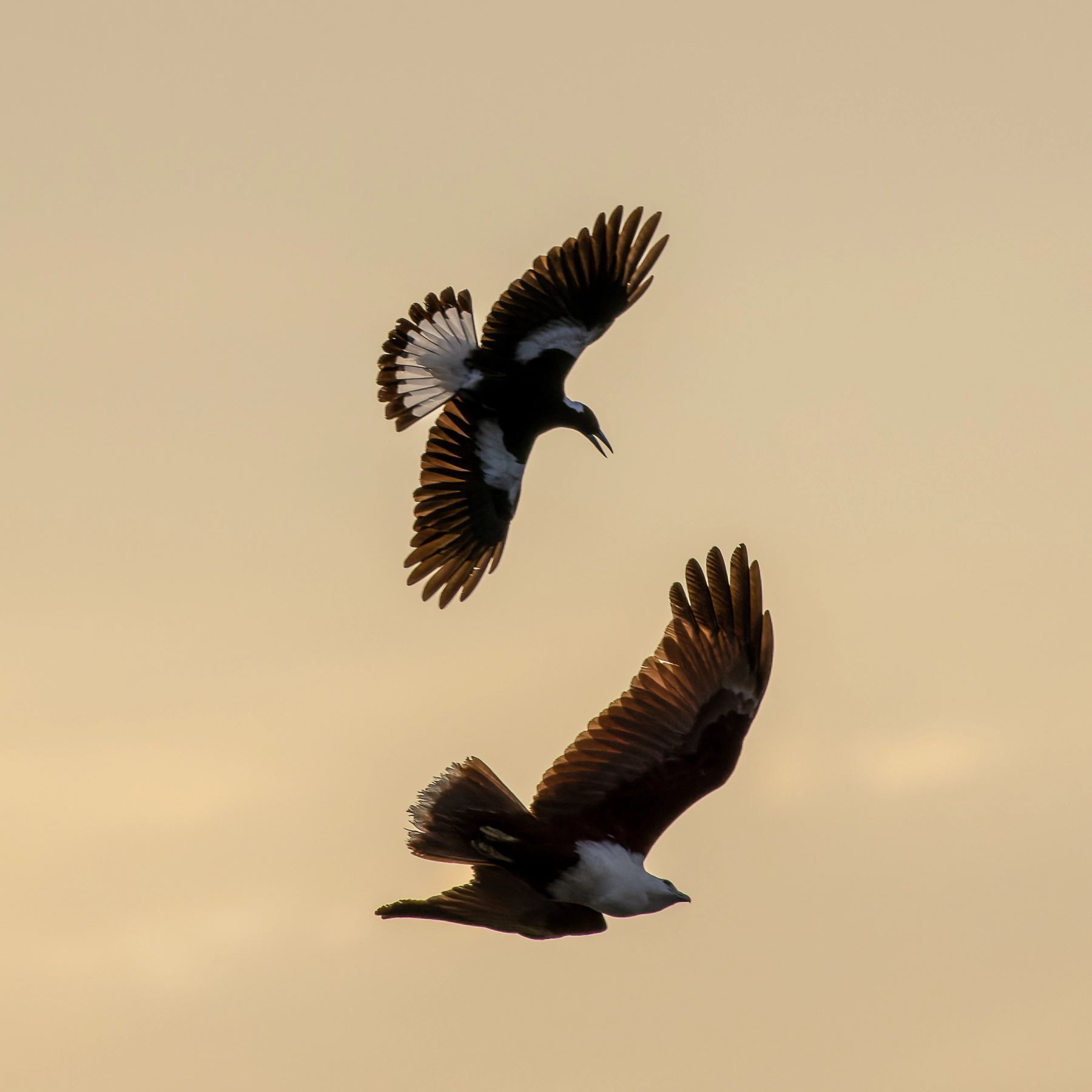 Australian Magpie, Brahminy Kite (Image ID 53818) Australian Magpie, Brahminy Kite (Image ID 53818)