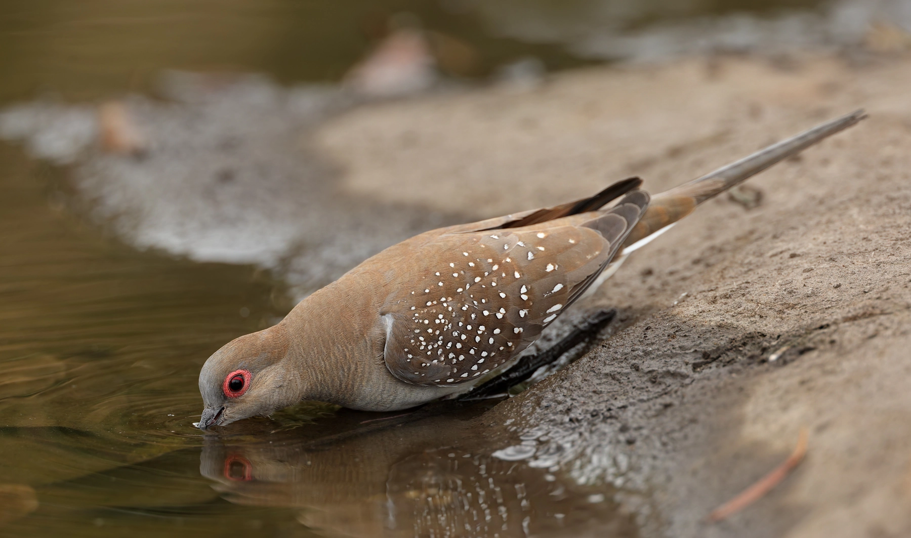 Diamond Dove (Image ID 55152) Diamond Dove (Image ID 55152)