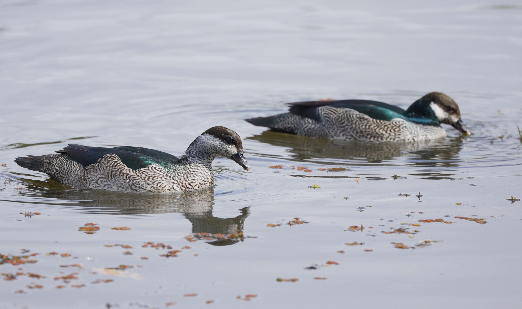 Green Pygmy-goose (Image ID 54985)