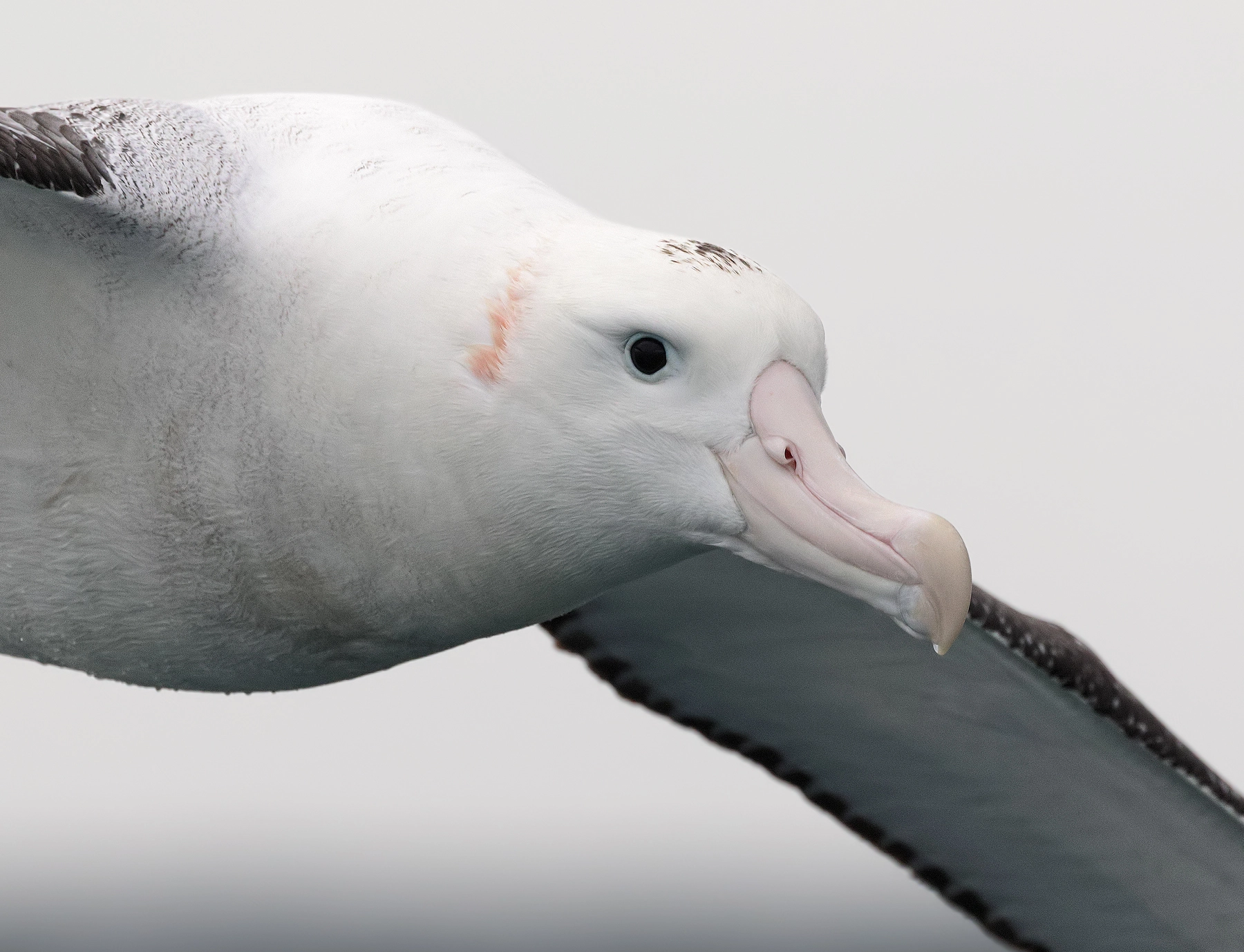 Antipodean Albatross (Image ID 57006) Antipodean Albatross (Image ID 57006)