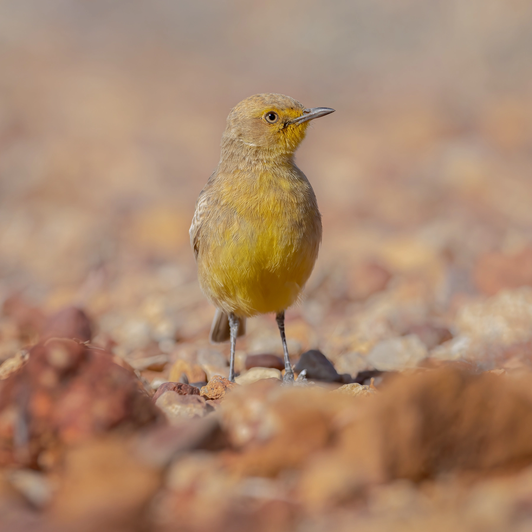 Gibberbird (Image ID 58670) Gibberbird (Image ID 58670)