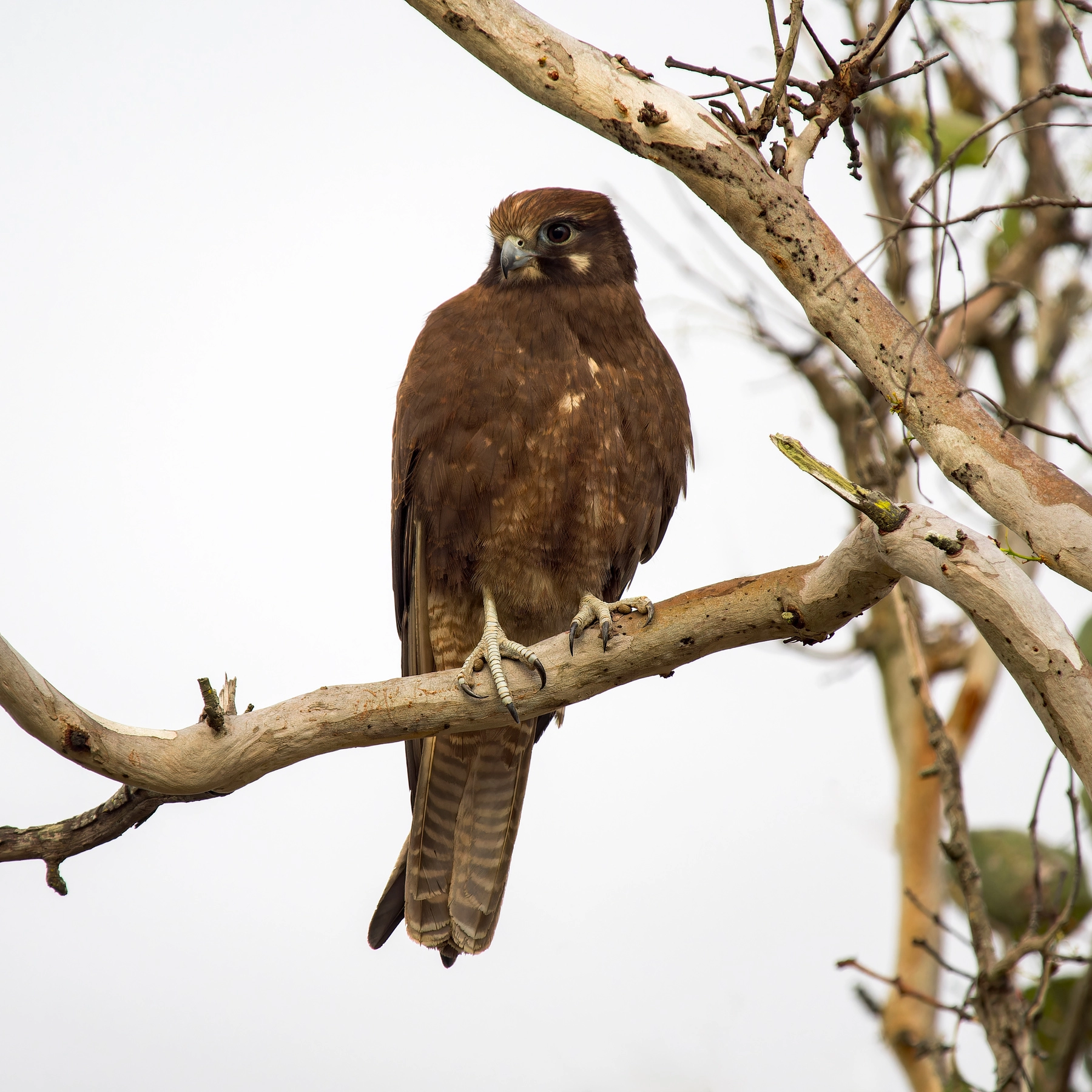 Brown Falcon (Image ID 58673) Brown Falcon (Image ID 58673)