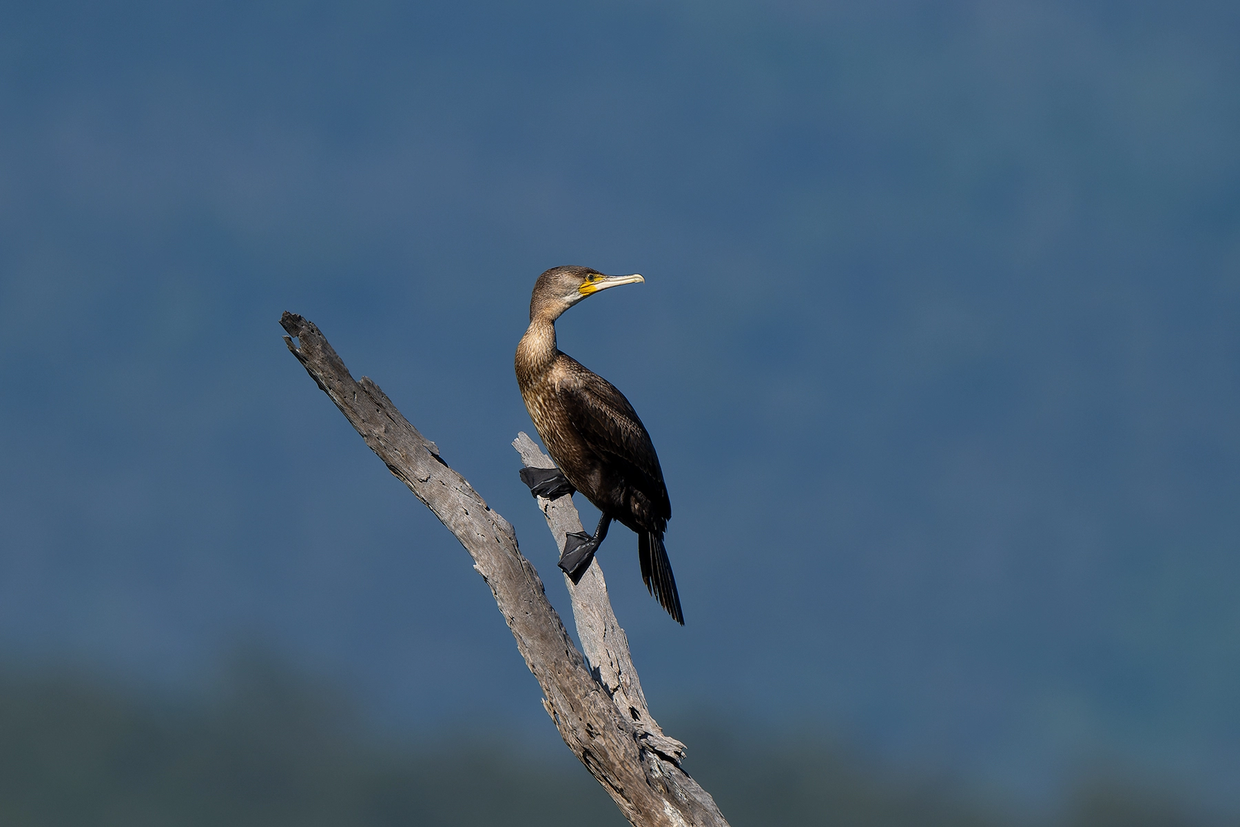 Great Cormorant (Image ID 60492)