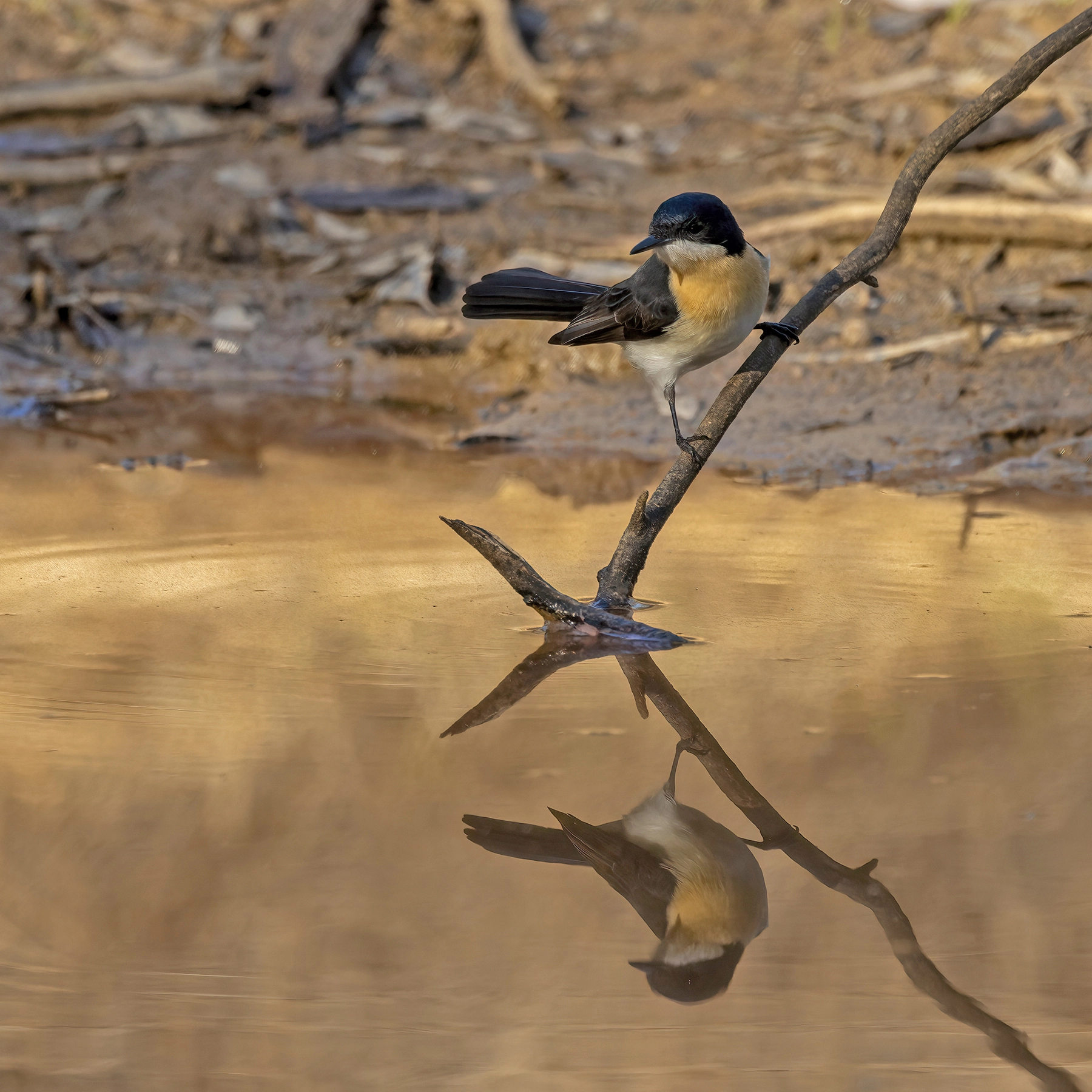 Restless Flycatcher (Image ID 62487)