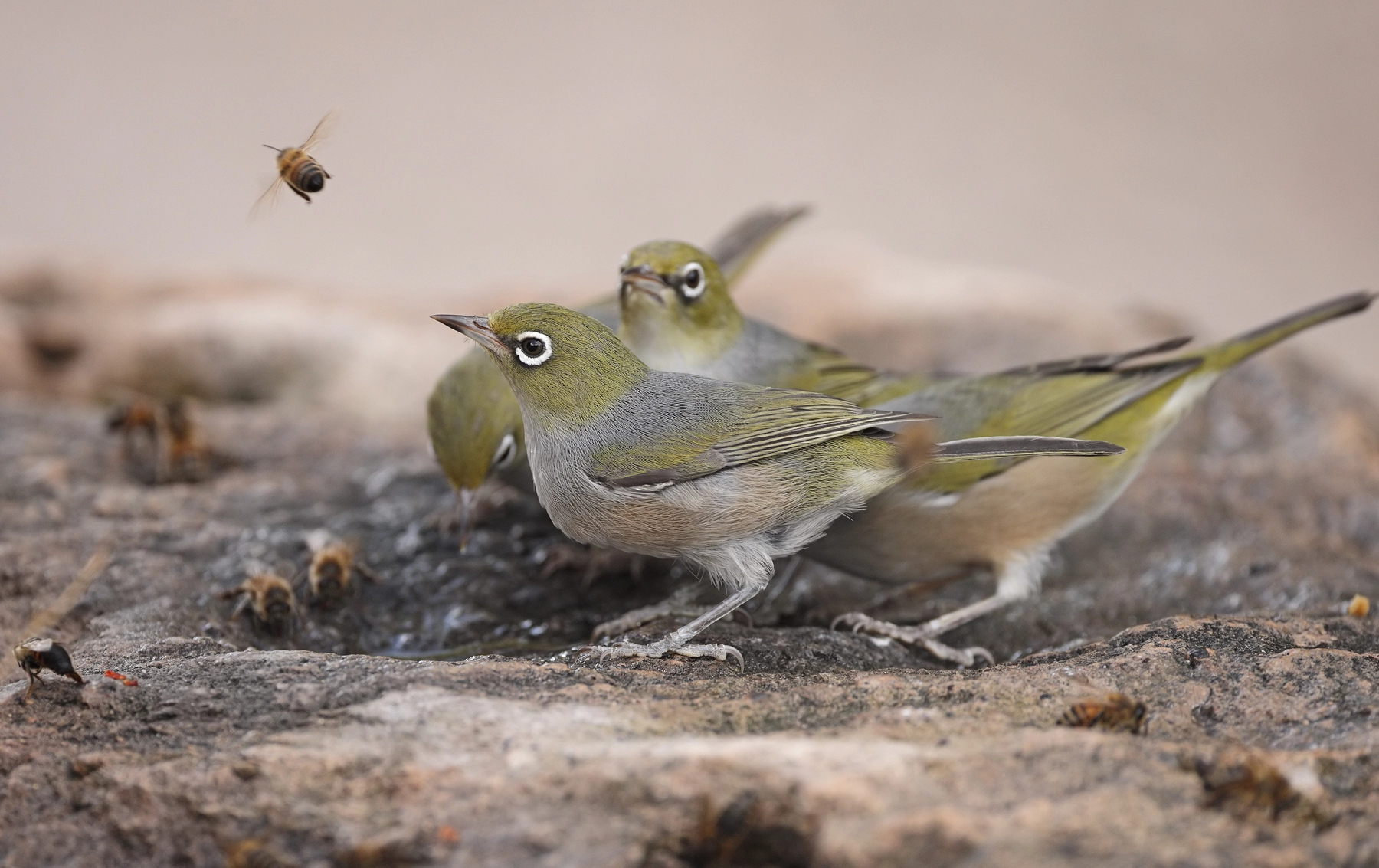 Silvereye (Image ID 63128)