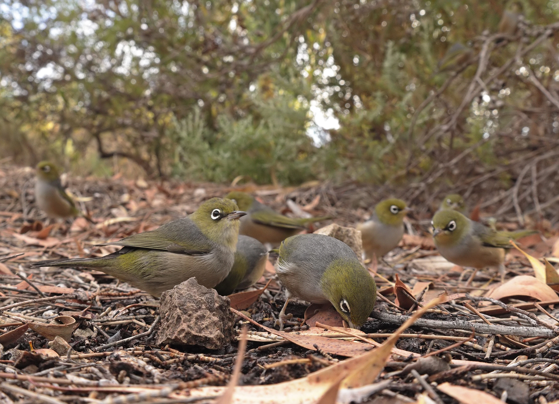 Silvereye (Image ID 63194) Silvereye (Image ID 63194)