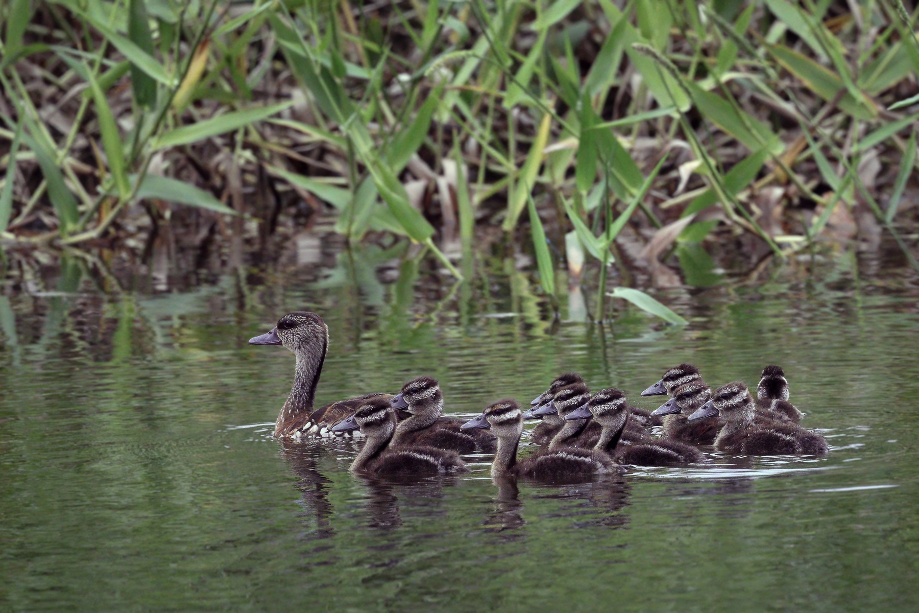 Spotted Whistling-Duck (Image ID 63327) Spotted Whistling-Duck (Image ID 63327)