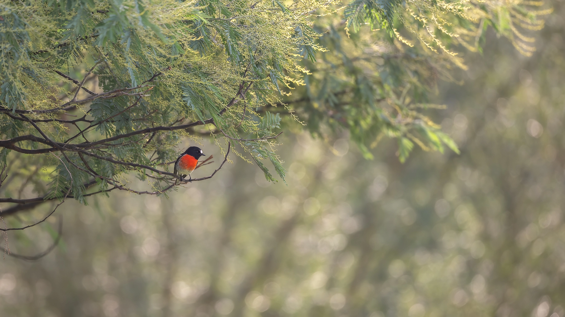 Scarlet Robin (Image ID 62996) Scarlet Robin (Image ID 62996)