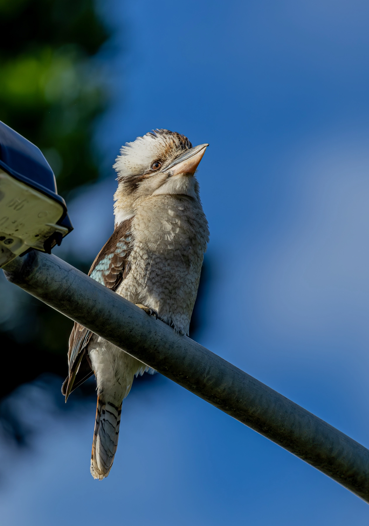 Laughing Kookaburra (Image ID 63319) Laughing Kookaburra (Image ID 63319)
