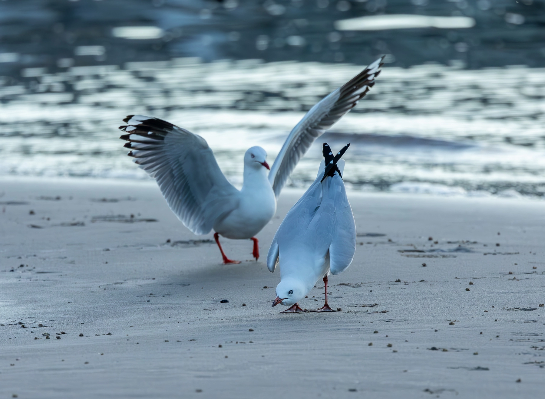 Silver Gull (Image ID 63161) Silver Gull (Image ID 63161)
