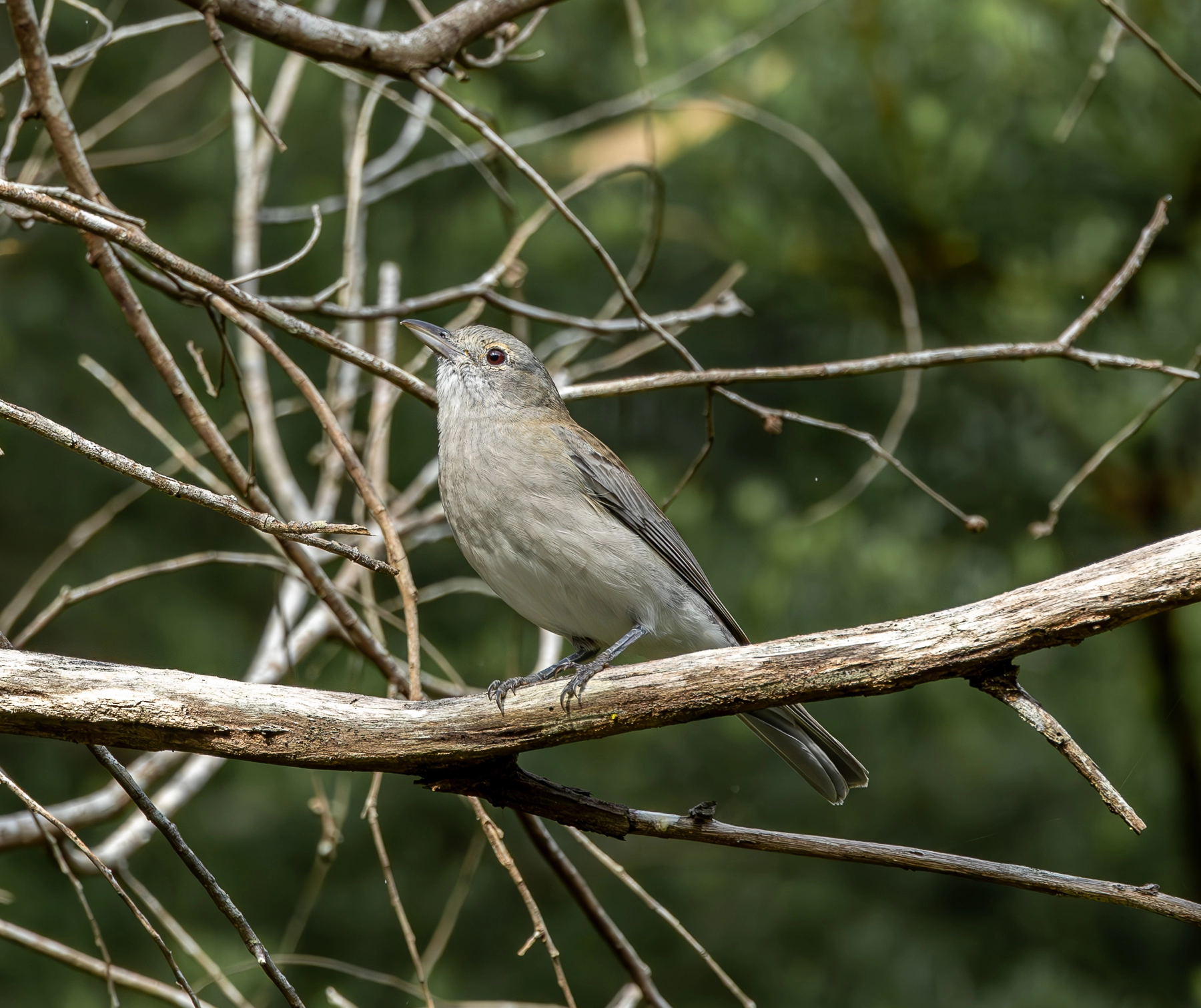 Grey Shrike-thrush (Image ID 63191) Grey Shrike-thrush (Image ID 63191)