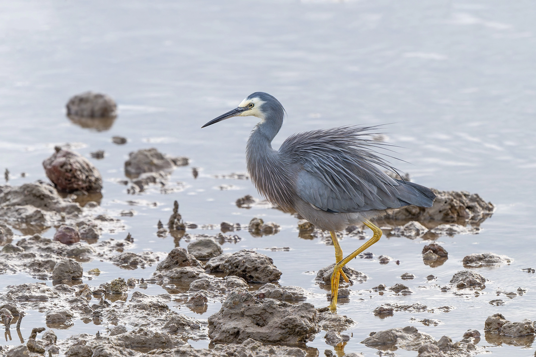 White-faced Heron (Image ID 63228) White-faced Heron (Image ID 63228)