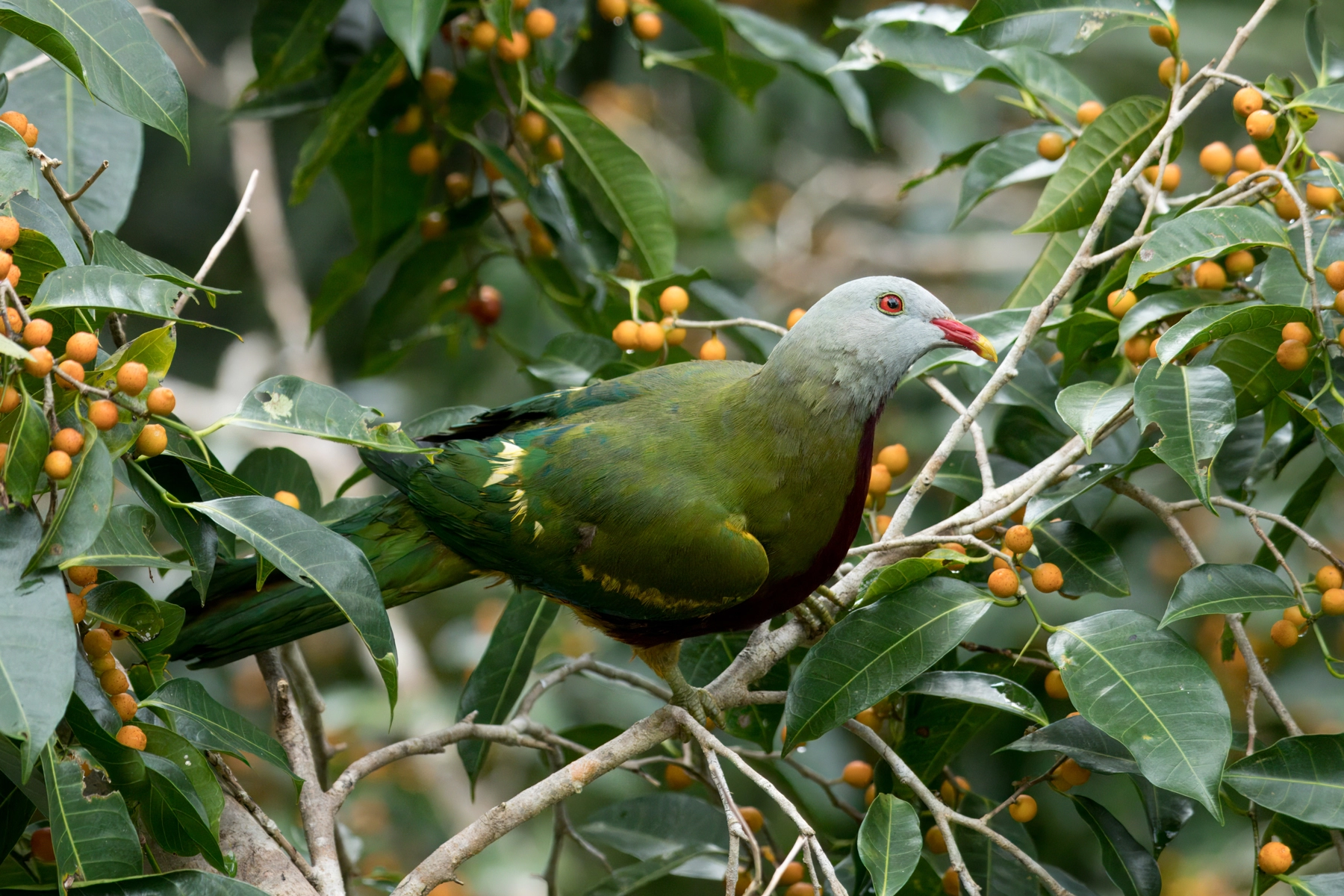 Wompoo Fruit-Dove (Image ID 63836) Wompoo Fruit-Dove (Image ID 63836)