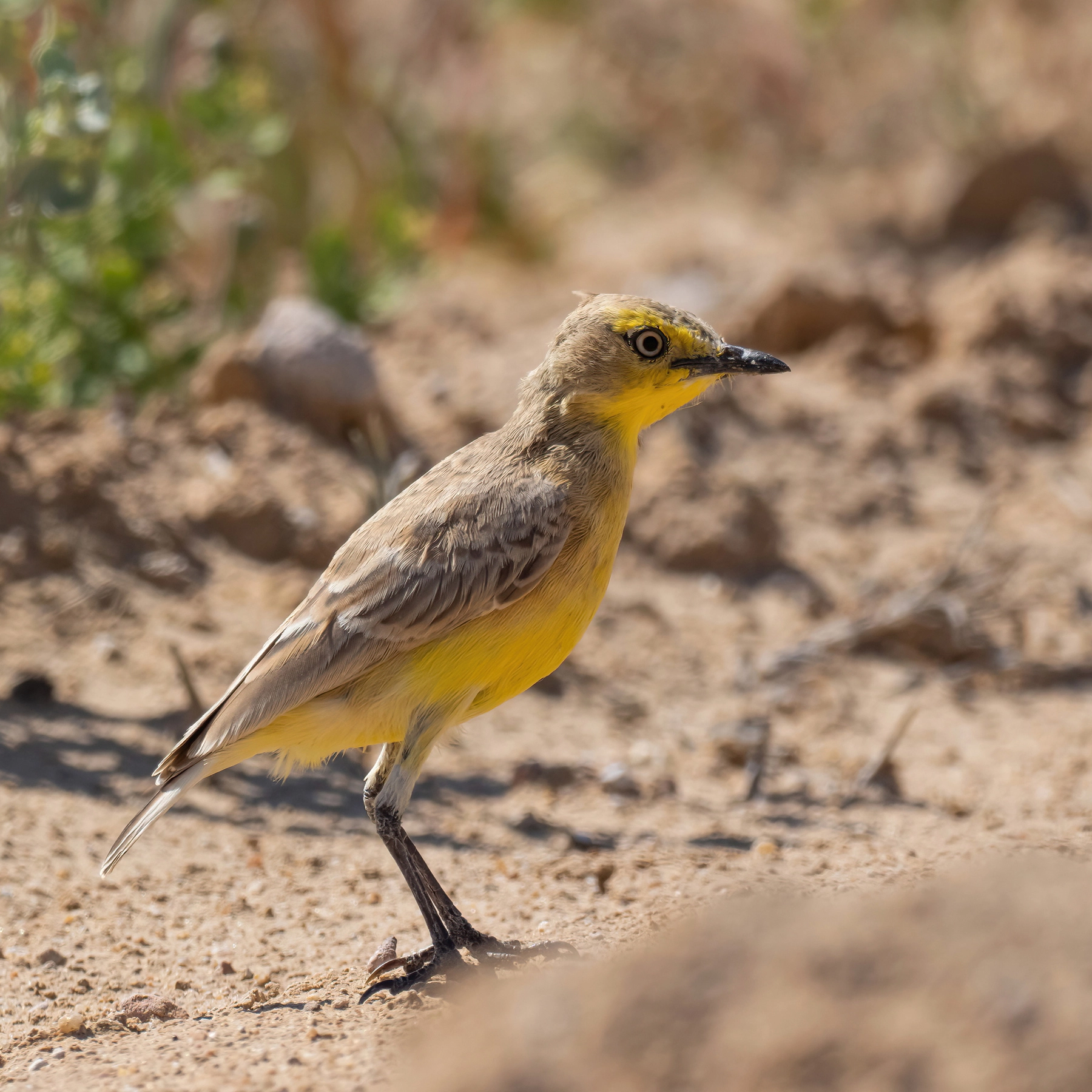 Gibberbird (Image ID 66110) Gibberbird (Image ID 66110)