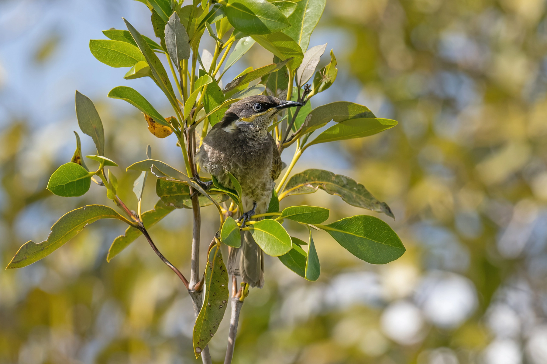 Mangrove Honeyeater (Image ID 67077) Mangrove Honeyeater (Image ID 67077)