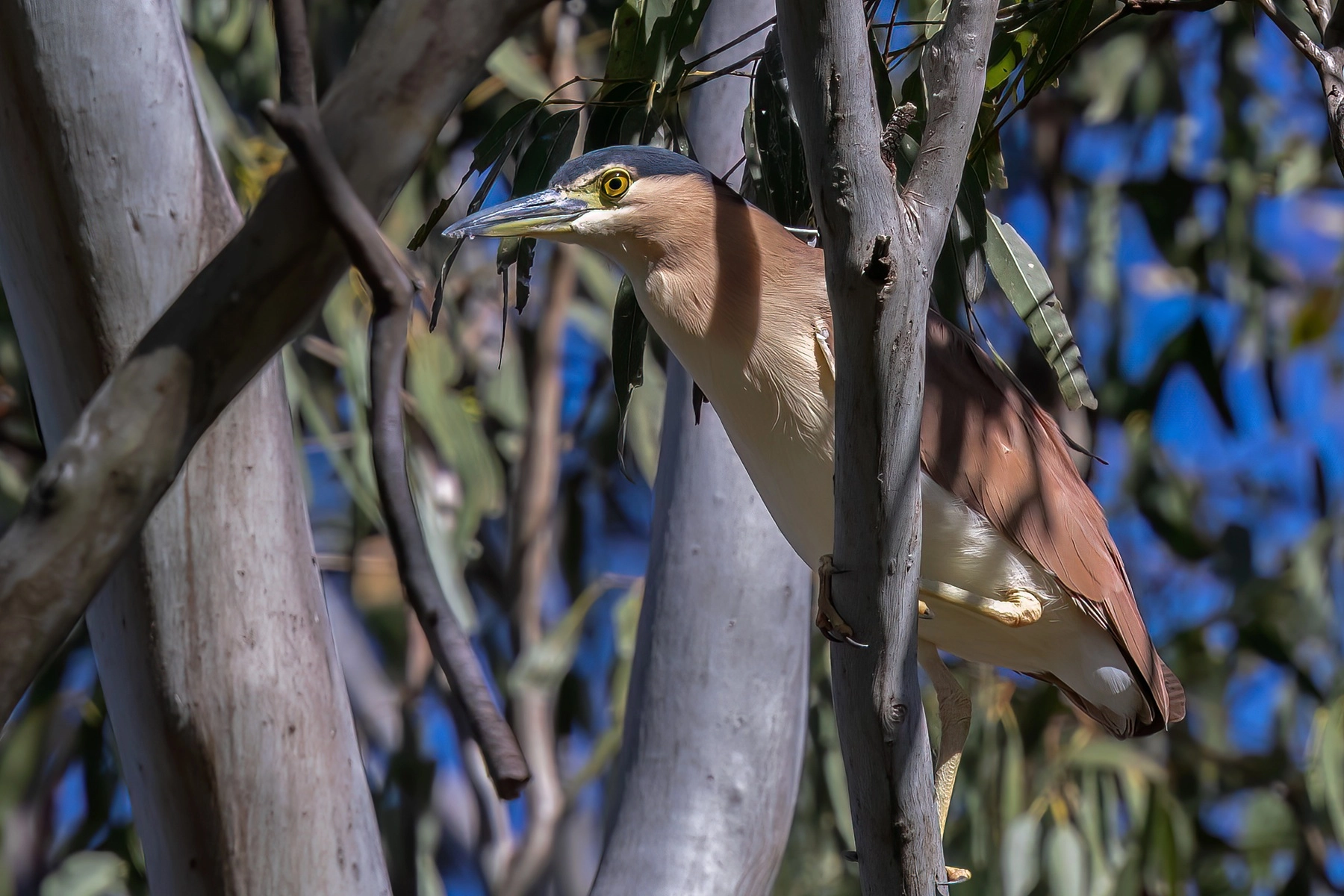 Nankeen Night-Heron (Image ID 70339) Nankeen Night-Heron (Image ID 70339)