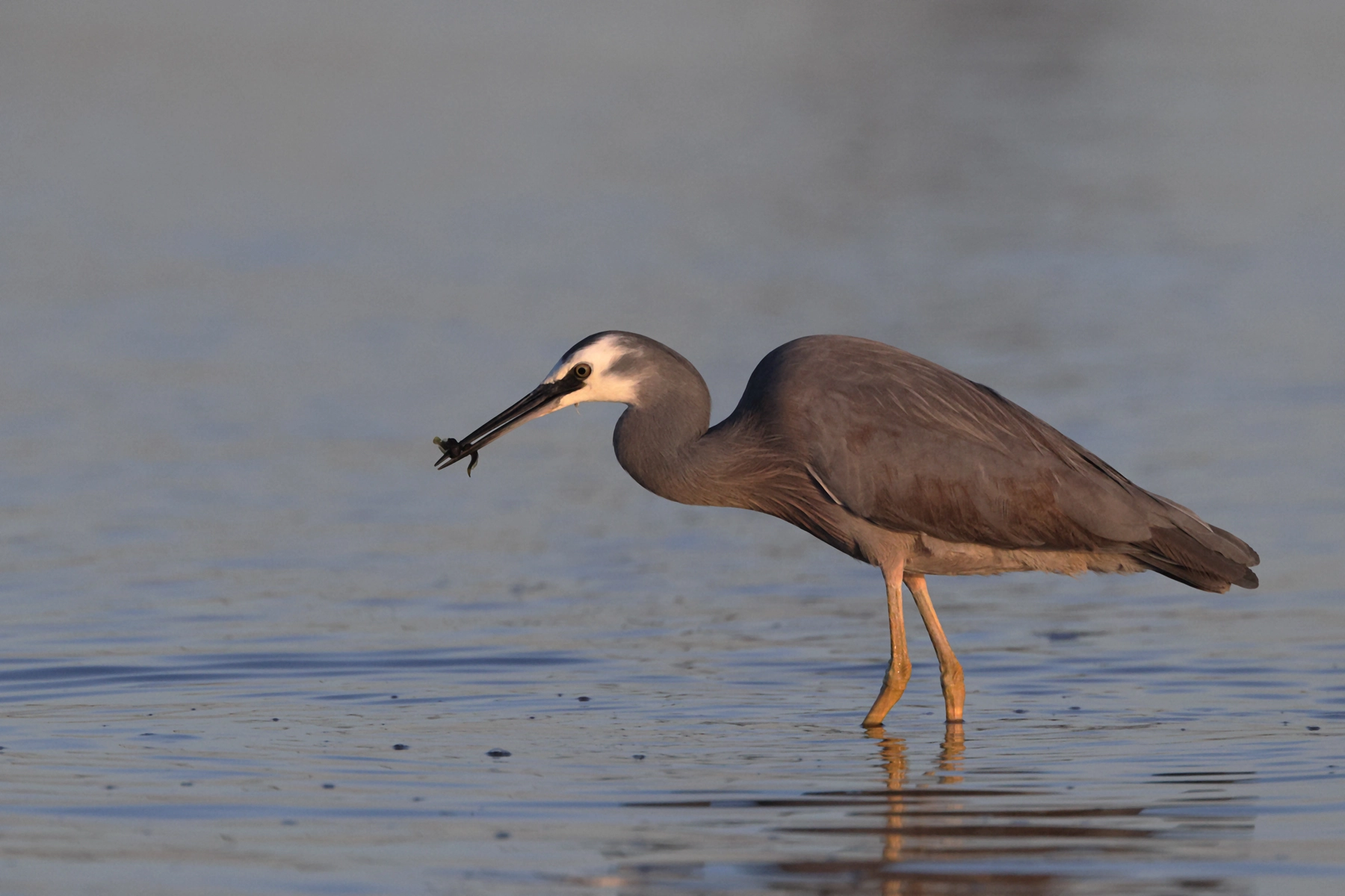 White-faced Heron (Image ID 70217) White-faced Heron (Image ID 70217)
